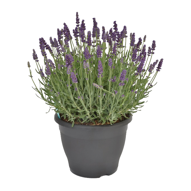Green Plus Nurseries Lavender Planter - 1-Gal
