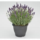 Green Plus Nurseries Lavender Planter - 1-Gal