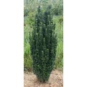 Sky Pencil Ilex 2 gallon