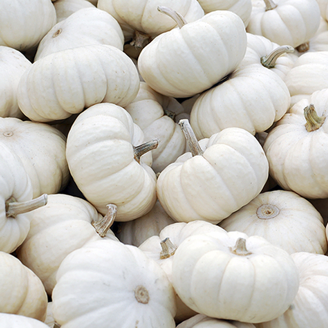 Green Plus Nurseries Baby Boo Mini Pumpkins - White - Pack of 3