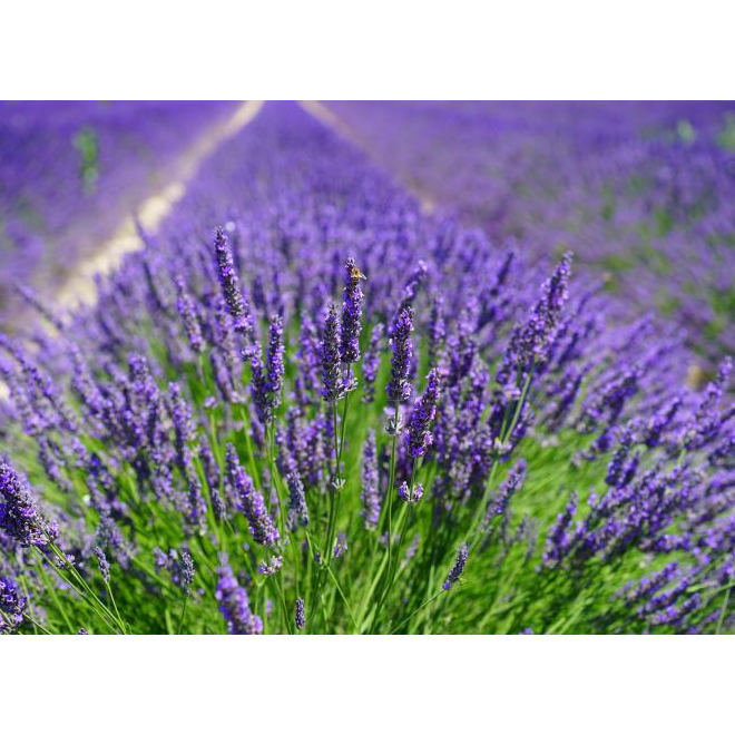 Lavender - 2-Gallon Container