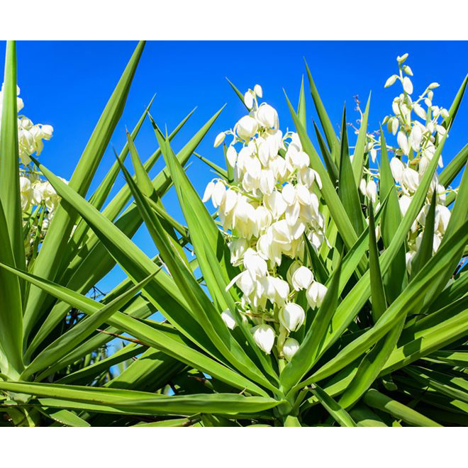 Yucca Filamentosa Colour Guard, pot de 2 gal