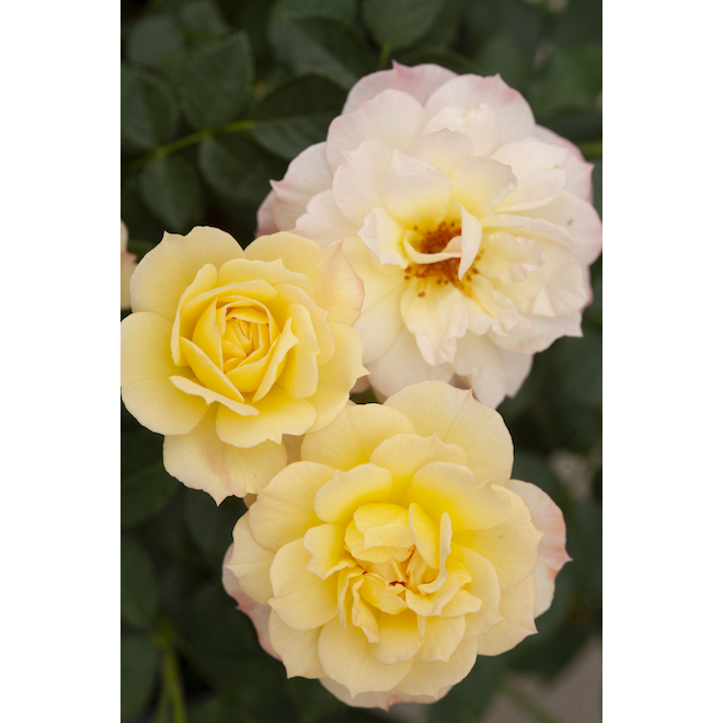 Green Plus Nurseries Oso Easy Rose Bush in 2 Gal Pot