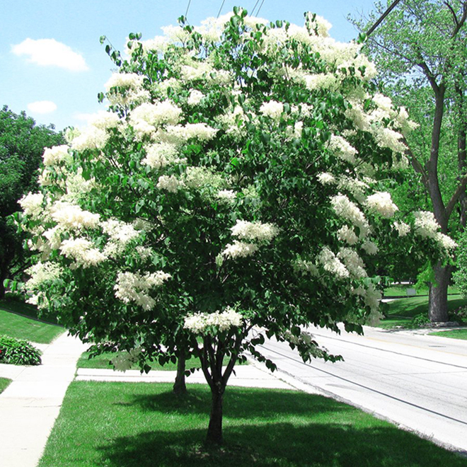 GREEN PLUS Japanese Lilac - 5-gal. Container 829525008847 | RONA