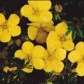 Green Plus Nurseries Potentilla in 2-Gallon Pot - Assorted Colours