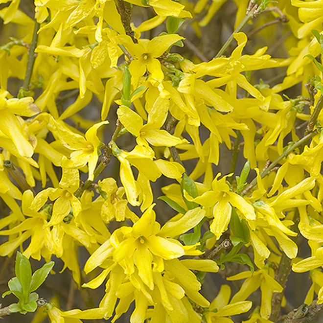 Forsythia - 2-Gallon Container