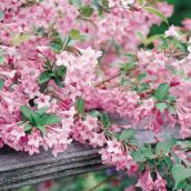 Assorted Weigela - 2-Gallon Container