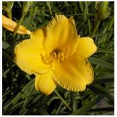 Daylily 1 Gallon Container Assorted Colour