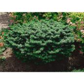 Nest Spruce 1-Gallon