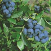 Blueberry Bush - 1-Gallon Container