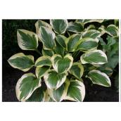 Hosta 1-Gallon Pot Assorted Colour