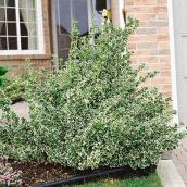 Euonymus - 1-Gallon Container