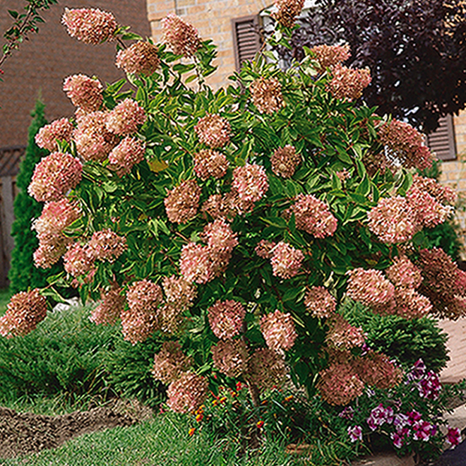 Assorted Hydrangea Panniculata - 2-gal. Container