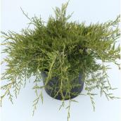 Arbustes de genévrier assortis Green Plus Nurseries, pot de 2 gal