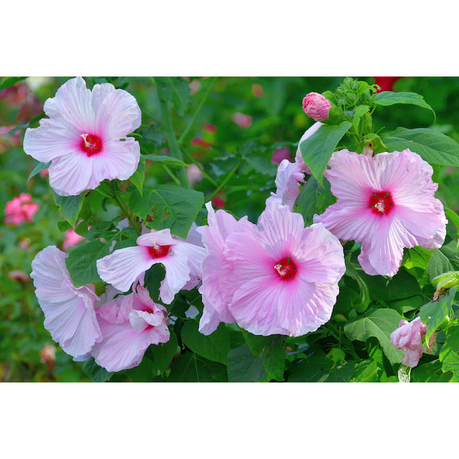 Green Plus Perennial Sweet Caroline Hibiscus - Potted