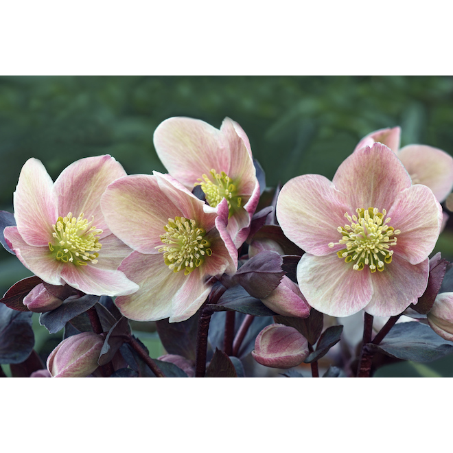 Assorted Helleborus 1 Ga