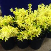 Euonymus Japonicus Happiness, contenant de 1 gallon