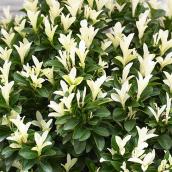 Euonymus Japonicus, Paloma Blanca, contenant 1 gallon
