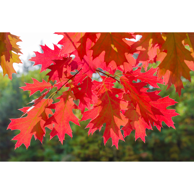 Green Plus Red Oak - 5 gal Container