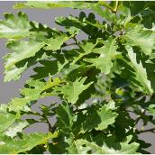 Green Plus Pyramidal Oak - 5-Gal Container - Green Foliage