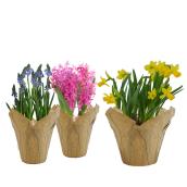 Bayview Flowers Outdoor Bulbs 4-in - Assorted