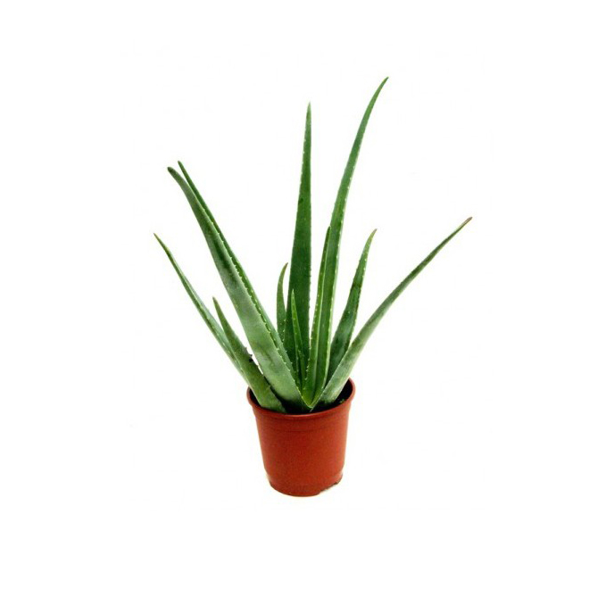 BAYVIEW FLOWERS 4-in Aloe Vera (40ALOL)