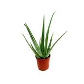 BAYVIEW FLOWERS 4-in Aloe Vera (40ALOL)