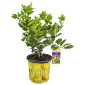 Bayview Flowers Citrus Lemon Shrub in a 1-Gal Pot