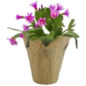 Meyers Flowers Christmas Cactus in Decorative 4-in Pot