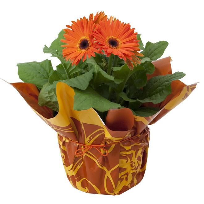 BAYVIEW FLOWERS Gerbera Daisy 6 po avec emballage