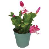 Christmas Cactus - 6-in - Assorted Colours