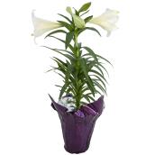 Easter Lily in 6-in diameter Decorative Planter