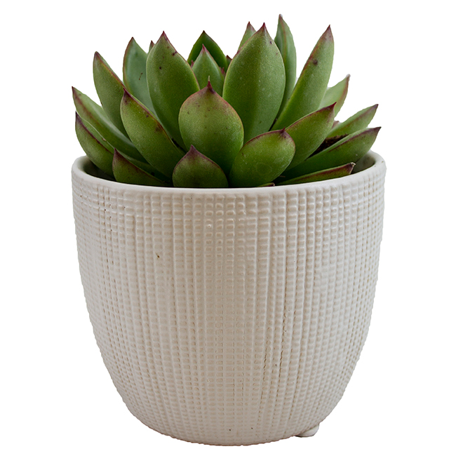 Succulent Plant 4 Clay Pot Rona 2524