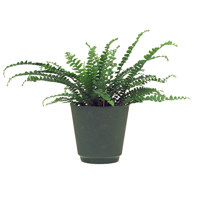 Assorted Fern Plants - 4" Pot