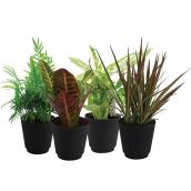 Bayview Flowers Assorted Tropical Plants in 4-in Pots