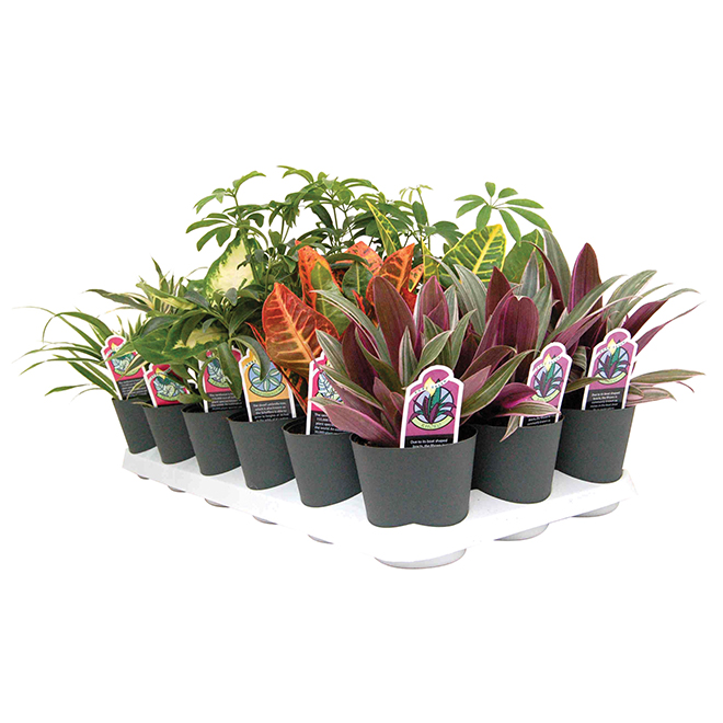 Bayview Flowers Assorted Tropical Plants in 4-in Pots