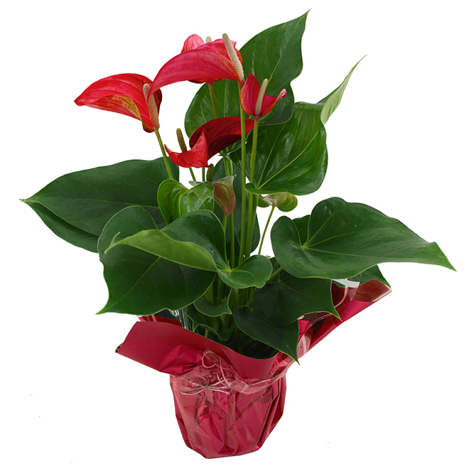 4-in Anthurium in Pot