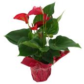 4-in Anthurium in Pot