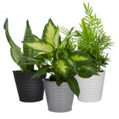 Bayview Flowers Assorted Plants with Tropical Foliage in 6-in Pots