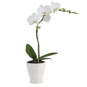 Bayview Flowers Orchid in a 5-in Ceramic White Pot <