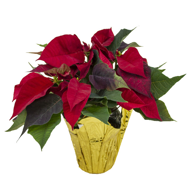 Poinsettia in 4.5-in Pot - Assorted Colours