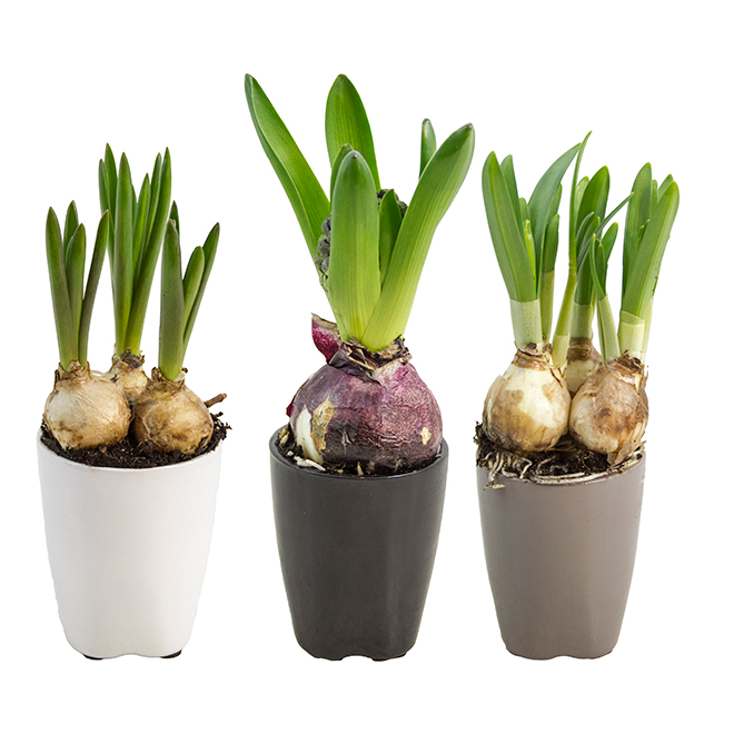 Assorted Spring Bulbs - Bayview Flowers - 3-in Euro Decorative Pot