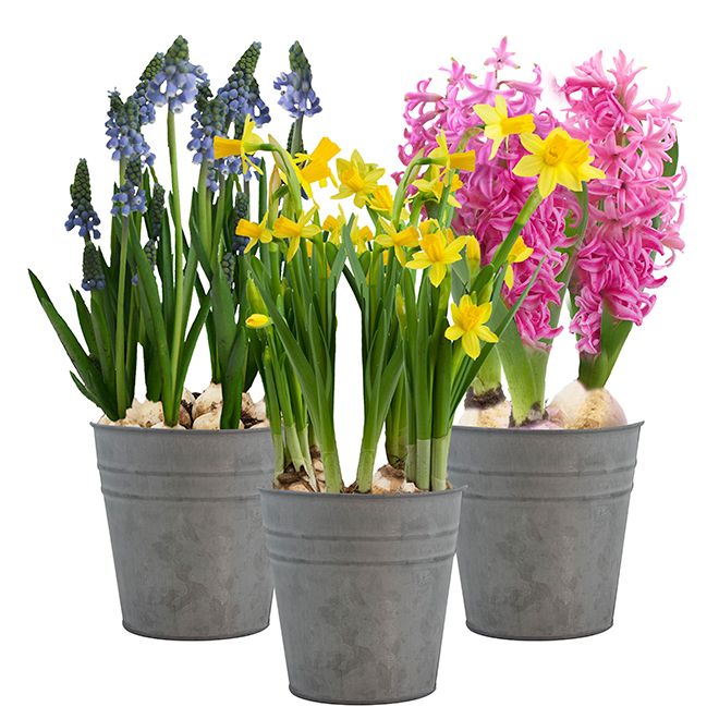 Assorted Spring Bulbs - 5