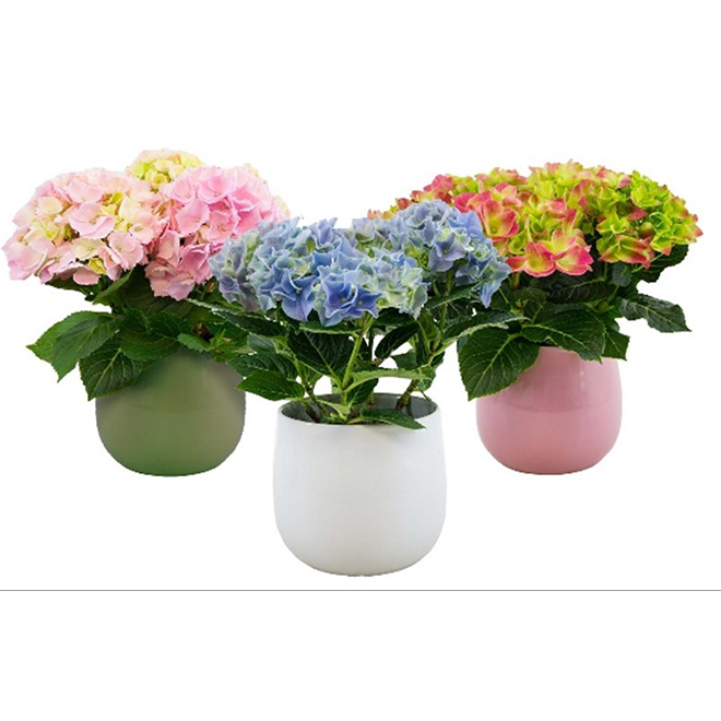 Potted Hydrangeas 5 Assortment RONA   31695188 L 