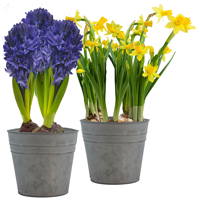 Assorted Spring Bulbs - Tin Pot AMPOULES | RONA