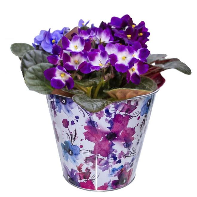 BAYVIEW FLOWERS 6 po Violette tricolore en  pot (60TRIVIO)