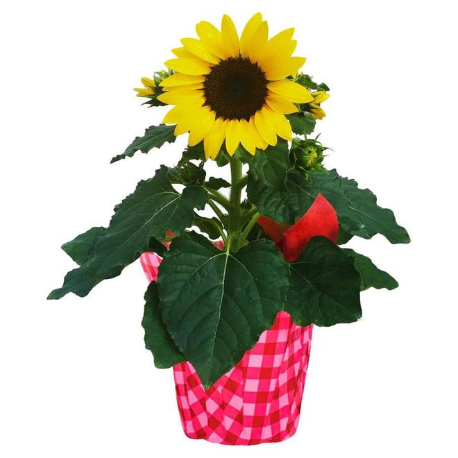 BAYVIEW FLOWERS 6 po Tournesol en  pot (60SUNPCO)