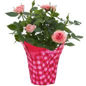 Rose Plant in a Decorative 4-in Planter Pot - Assorted Colours