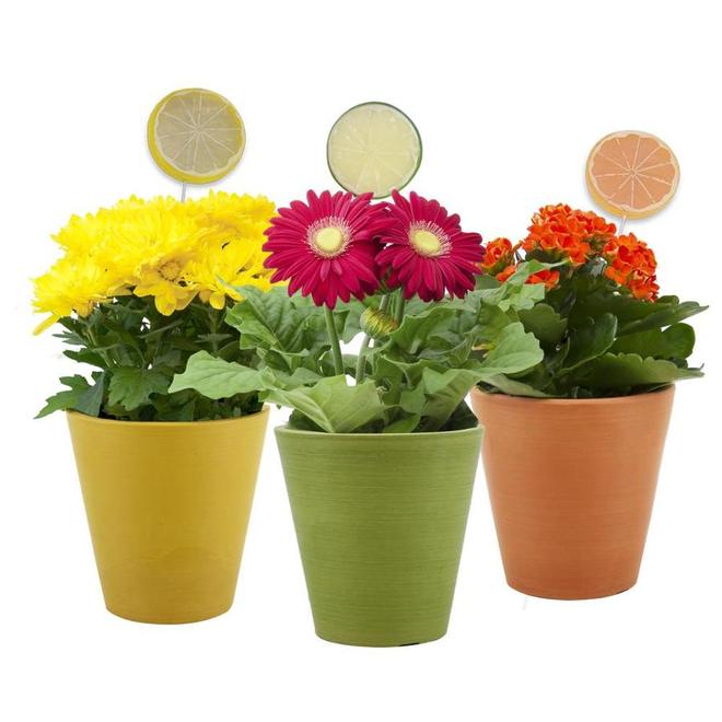 5-in Mixte fleurissant en sur-pot