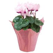 Assorted cyclamen in pot cover 4,5-in